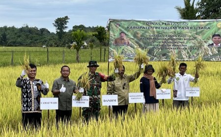 PPU Dorong Kemandirian Benih, Panen Padi di Desa Sesulu Jadi Bukti Keberhasilan Petani
