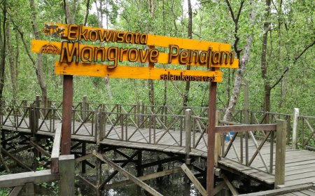 Ekowisata Mangrove Kampung Baru, Destinasi Hijau yang Kian Berkembang