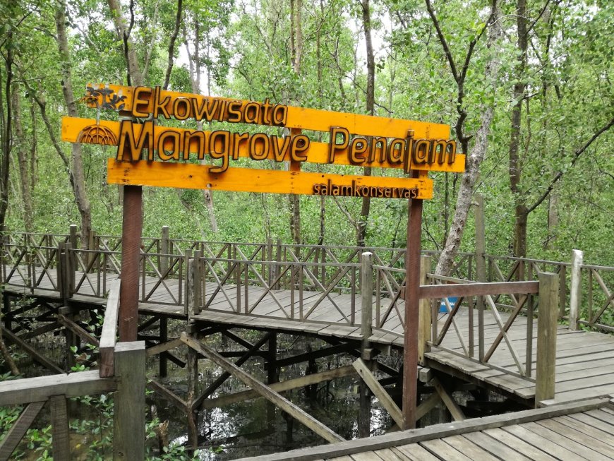 Ekowisata Mangrove Kampung Baru, Destinasi Hijau yang Kian Berkembang
