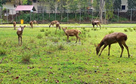 Akhir Pekan Seru di Penajam, Wisata Rusa Kini Cukup di Belakang Kantor Bupati