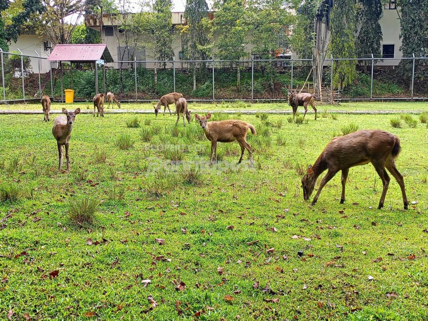 Akhir Pekan Seru di Penajam, Wisata Rusa Kini Cukup di Belakang Kantor Bupati