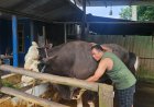 Dari Sulit Makan hingga Jadi Pilihan Presiden, Sapi “Bejo” Asal Samarinda Tembus Kurban Banpres