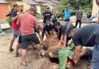 Semangat Gotong Royong Warnai Penyembelihan Hewan Kurban di Mushollah Al Fattah RT 27 Petung