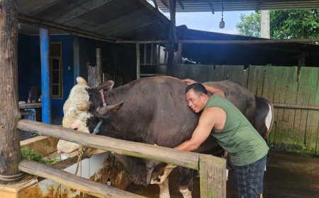 Dari Sulit Makan hingga Jadi Pilihan Presiden, Sapi “Bejo” Asal Samarinda Tembus Kurban Banpres