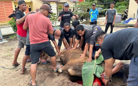 Semangat Gotong Royong Warnai Penyembelihan Hewan Kurban di Mushollah Al Fattah RT 27 Petung