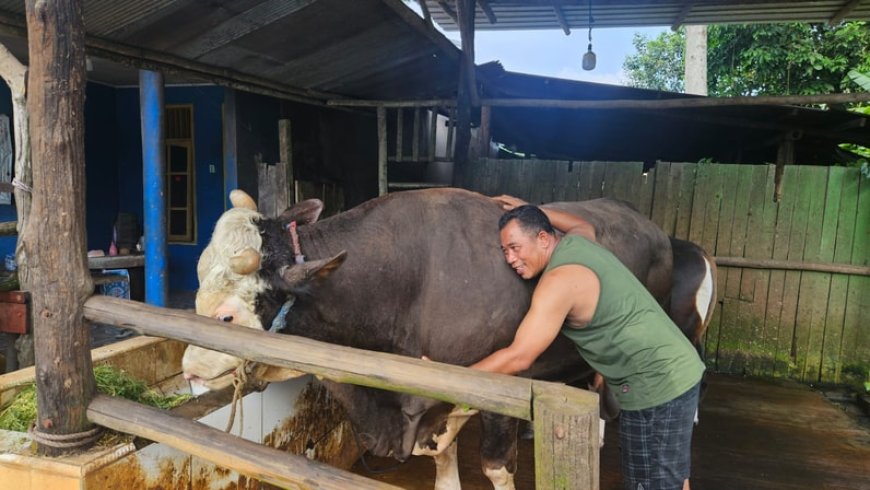 Dari Sulit Makan hingga Jadi Pilihan Presiden, Sapi “Bejo” Asal Samarinda Tembus Kurban Banpres